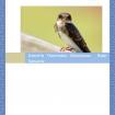 Gwich'in Traditional Knowledge: Bank Swallow Gwich'in Traditional Knowledge: Bank Swallow Report Cover